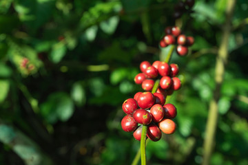 Ripe coffee beans in coffee garden at Thailand.