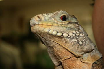 Obraz premium Big Lizard Dragon