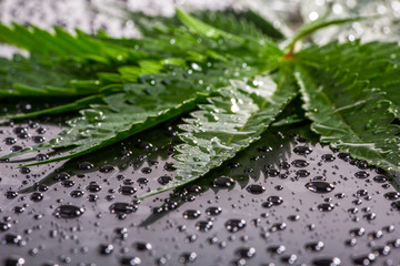  cannabis leaves with water droplets