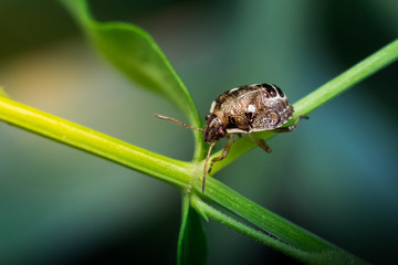 insect on on green leaf.