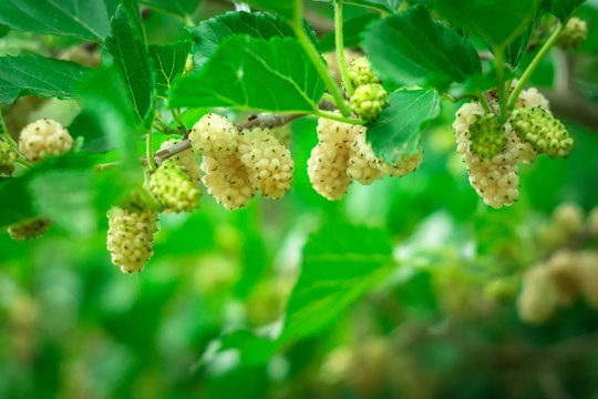 Fresh mulberry, mulberries on the branch of tree.