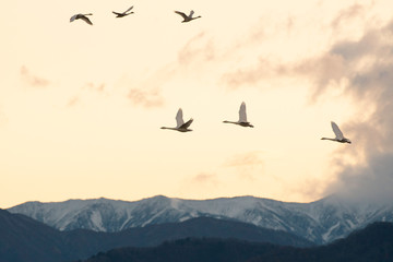 Whistling swans flying in the morning, in Lake Hyoko, Niigata prefecture, Japan