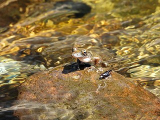 カジカガエル