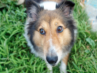 Dog, Shetland sheepdog, collie, looking up with funny expression, close up of cute dog head.