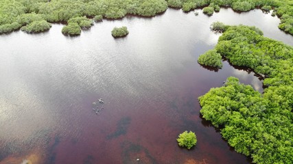 Swamp pond with red brown water and green trees