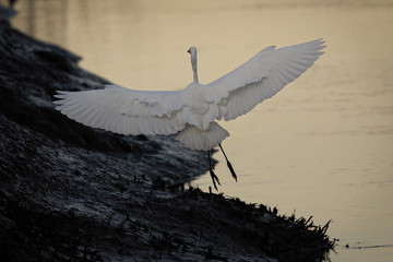 Great egret landing in beautiful light, seen in the wild in a North California marsh 