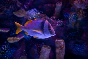 In the zoo aquarium, wild sea creatures living in the ocean, sea, rivers and lakes