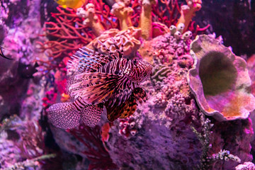 In the zoo aquarium, wild sea creatures living in the ocean, sea, rivers and lakes