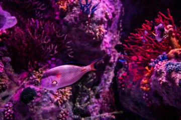 Fototapeta na wymiar In the zoo aquarium, wild sea creatures living in the ocean, sea, rivers and lakes