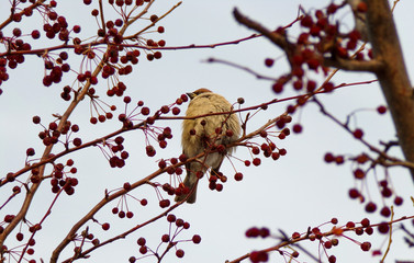 An ordinary Sparrow sits on a Bush and eats red berries. Feeding birds in winter.