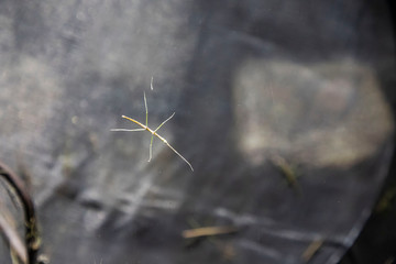 (Phasmatodea) Beetle on a branch stands on glass