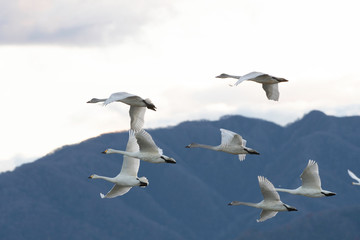Whistling swans flying in Lake Hyoko, Niigata prefecture, Japan