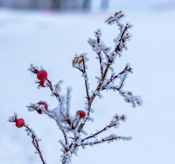 Wild red berries covered in hoar frost on a thorn bush in Saskatchewan, Canada