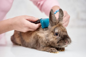 Closeup of vet doctor combing brown decorative rabbit