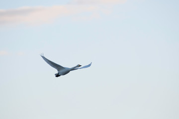 Whistling swans flying in the morning, in Lake Hyoko, Niigata prefecture, Japan