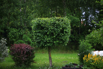 Elm tree in a summer home garden with blue sky, shoots and green background, elm (Ulmus minor).Topiary.