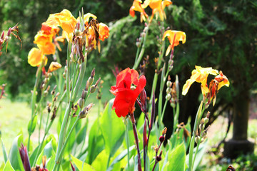 canna burbank is a medium sized Italian group flower also known as yellow king humbert