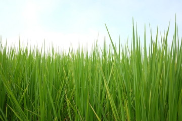 Fototapeta na wymiar Green Grass with blue sky