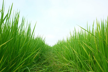 Green Grass with blue sky