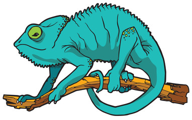 Chameleon Vector Illustration