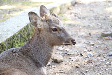 Nara Park in Nara Prefecture, Japan and the scenery of deer living in the park