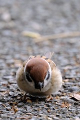 sparrow on ground