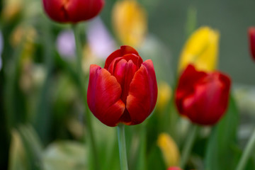 Fototapeta premium Red tulips with blurred background.