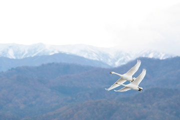 Fototapeta na wymiar Whistling swans flying in Lake Hyoko, Niigata prefecture, Japan
