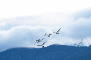 Fototapeta na wymiar Whistling swans flying in Lake Hyoko, Niigata prefecture, Japan