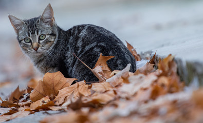 gato joven atigrado sobre lecho de hojas secas de otoño
