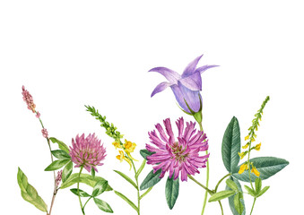 wild plants and flowers, drawing by watercolor