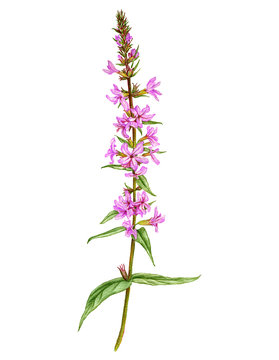 purple loosestrife flower, drawing by colored pencils
