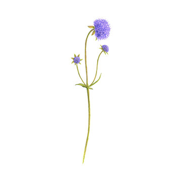 devil's-bit scabious flower, drawing by colored pencils