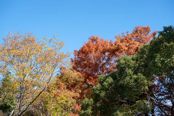 快晴の空に映える３色の紅葉
