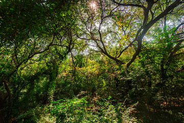 Park woods light and shadow autumn landscape