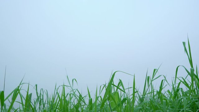 4K Mistery morning of Tropical Nuture Background