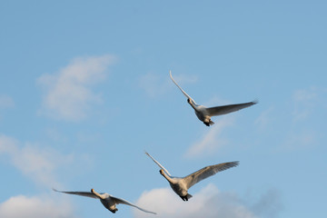 Whistling swans flying in the morning, in Lake Hyoko, Niigata prefecture, Japan