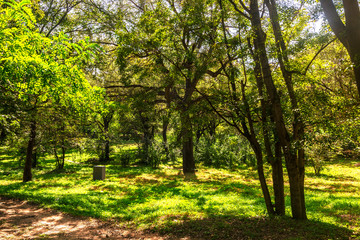 Park woods light and shadow autumn landscape