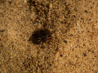 bug crawls on the sand on the river Bank, Russia.