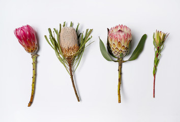 Protea and Banksia flowers in red, pink, yellow and green on a white background, photographed from...