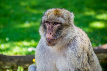 Obraz premium Macaque de Barbarie.