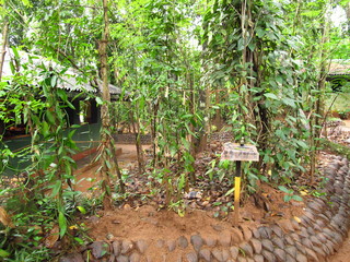 Spice garden close Kandy, Sri Lanka