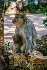 Naklejka na ściany i meble Macaque de Barbarie.