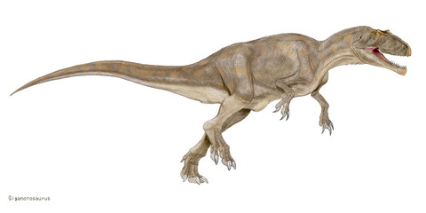 ギガノトサウルス　現時点で確認されている肉食恐竜では最大級の恐竜。頭骨は1.5メートルを超えるが、ティラノサウルスのような頑丈なつくりではない。歯は薄く小さく、獲物を噛み砕くよりも鋭利に切り裂くのに適する。白亜紀後期に北米に君臨したティラノサウルスに対して、南米大陸の覇者である。