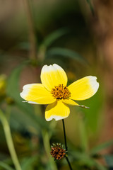 ビデンス（ウインターコスモス）