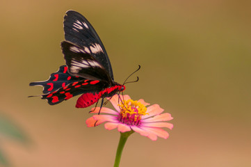 butterfly on flower