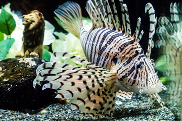 Close up Beautiful  Lion fish in an Aquarium. Wild life animal