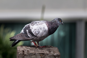 Pigeon bird on the electric pole.