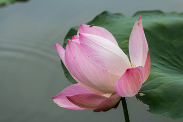 Pink lotus flower. The background is the lotus leaf and  lotus bud in a pond. Beautiful sunlight and sunshine in the morning.