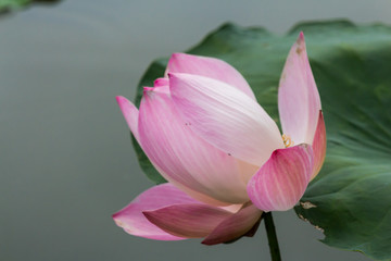 Pink lotus flower. The background is the lotus leaf and  lotus bud in a pond. Beautiful sunlight and sunshine in the morning.